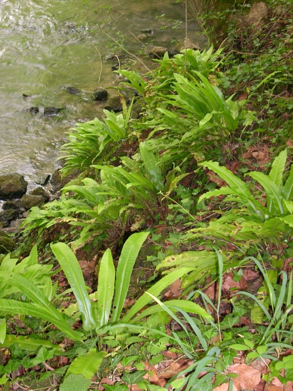 Phyllitis Scolopendrium